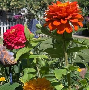 Meet your Posher, Roger